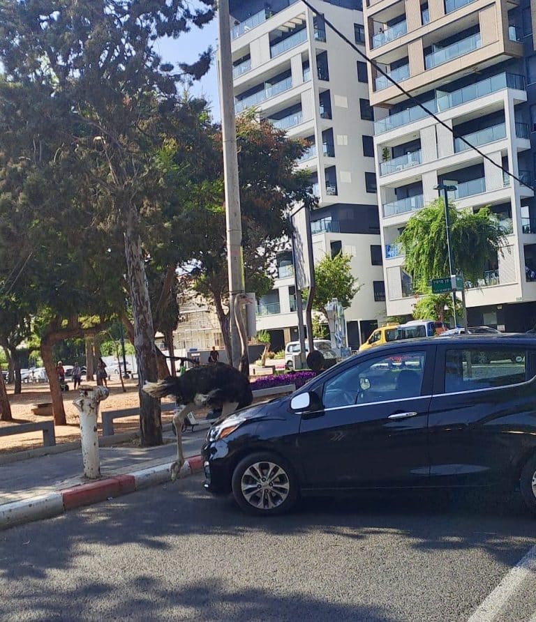 דרמה בספארי רמת גן – יען ברח לרחוב רזיאל
